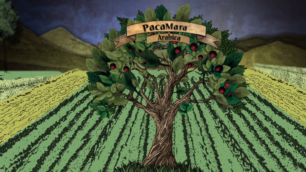 Coffee Island | Pacamara&nbsp;campaign